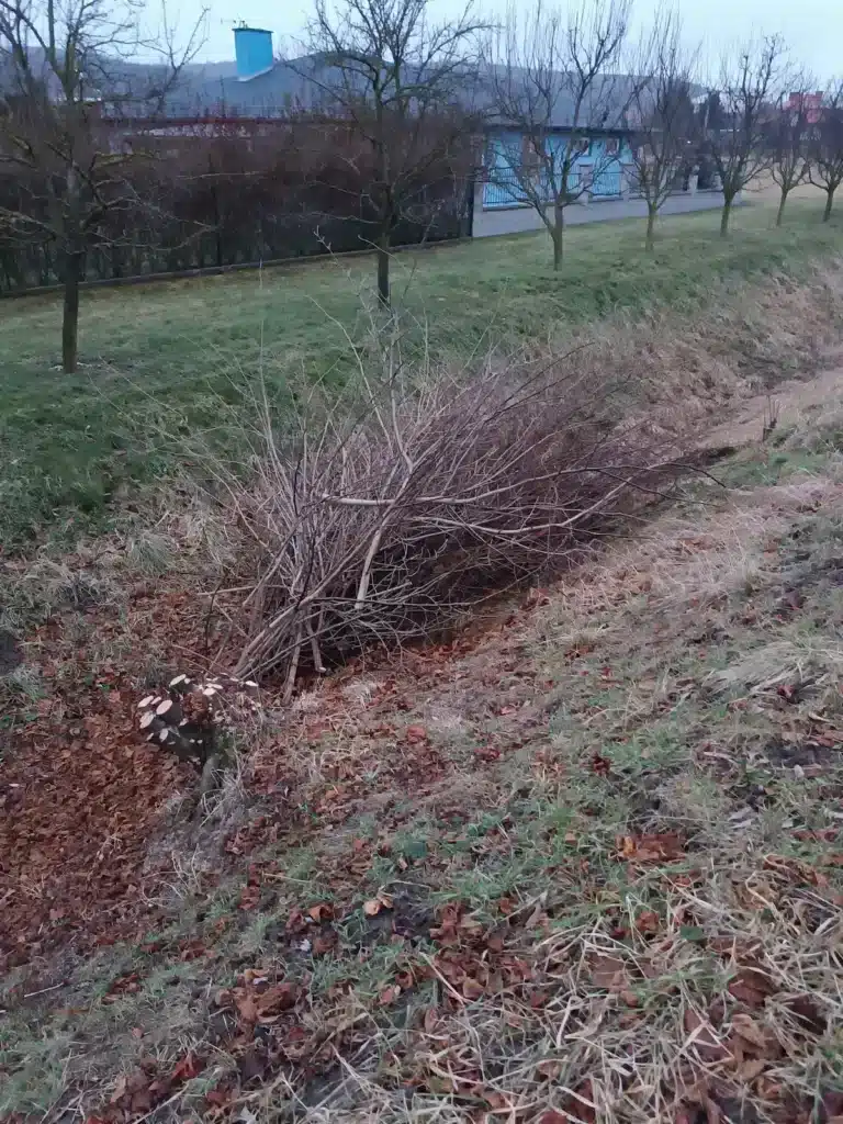 Odvoz pořezaných větví z parcely 277/4